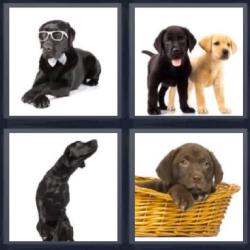 4 fotos 1 palabra 8 letras perro en una cesta cachorros