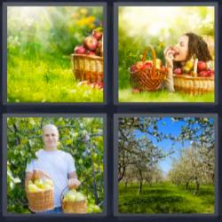 4 fotos 1 palabra 8 letras cesta con manzanas campo