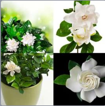 4 Fotos 1 Palabra Nivel 423