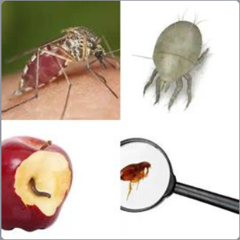 4 Fotos 1 Palabra Nivel 466