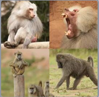 4 Fotos 1 Palabra Nivel 468