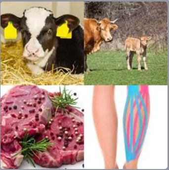 4 Fotos 1 Palabra Nivel 481