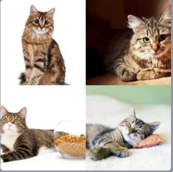 4 Fotos 1 Palabra Nivel 487