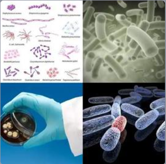 4 Fotos 1 Palabra Nivel 501