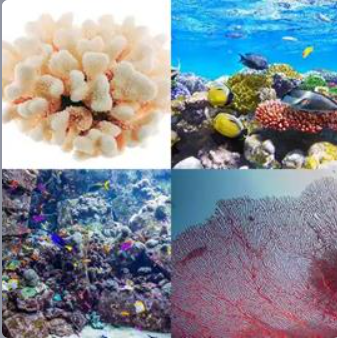 4 Fotos 1 Palabra Nivel 503