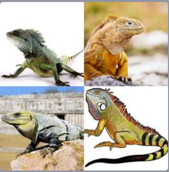 4 Fotos 1 Palabra Nivel 504