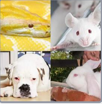 4 Fotos 1 Palabra Nivel 509