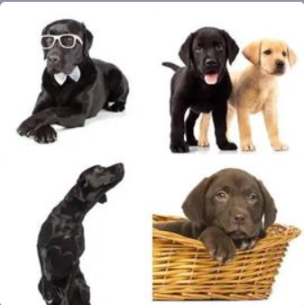 4 Fotos 1 Palabra Nivel 522