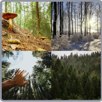 4 Fotos 1 Palabra Nivel 2826