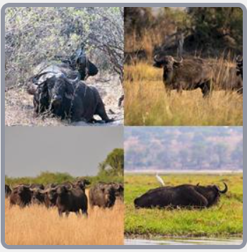 4 Fotos 1 Palabra Nivel 2917