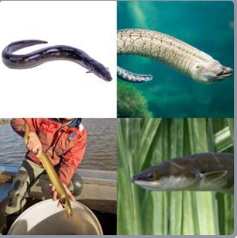 Cuatro Fotos Una Palabra Nivel 1345